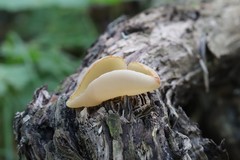 Peziza domiciliana