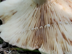Lactifluus