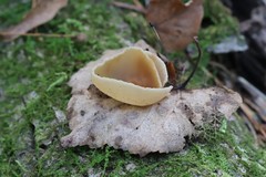 Peziza domiciliana