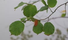 Corylus colurna