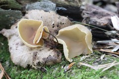 Peziza domiciliana
