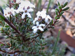 Leucopogon microphyllus pilibundus