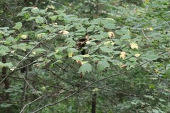 Ulmus laciniata