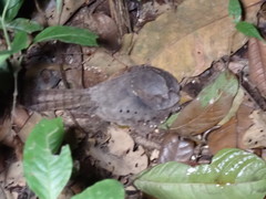 Nyctiphrynus ocellatus