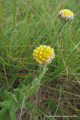 Helichrysum auriceps