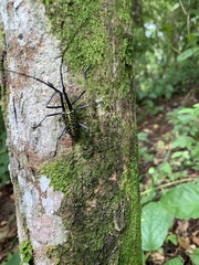 Ptychodes taeniotoides