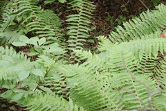 Dryopteris crassirhizoma