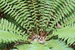 Dryopteris crassirhizoma