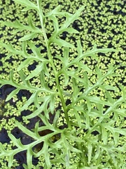 Ceratopteris thalictroides image