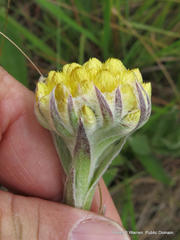 Helichrysum auriceps