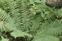 Dryopteris crassirhizoma