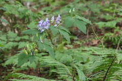 Aconitum axilliflorum
