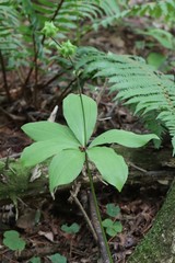 Lilium distichum