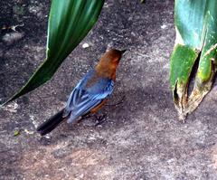 Cossypha natalensis natalensis