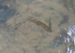 Rasbora elegans