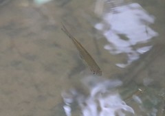 Rasbora elegans