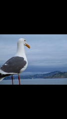 Larus occidentalis
