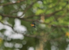 Dysphania bivexillata
