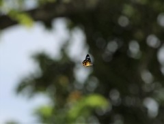 Dysphania bivexillata