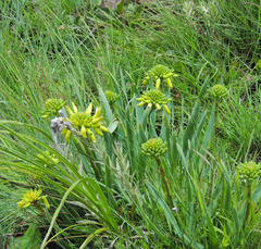 Aloe ecklonis