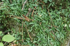 Asplenium ruprechtii