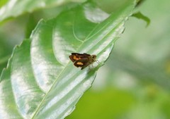 Oriens paragola