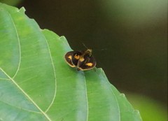 Oriens paragola
