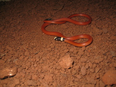 Apostolepis assimilis