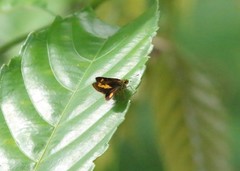 Oriens paragola