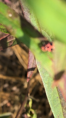 Coleomegilla maculata