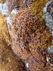 Andreaea nivalis