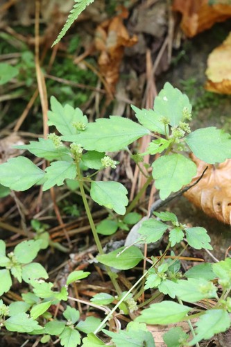 Ganggye clearweed (Achudemia japonica)