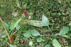 Asplenium ruprechtii