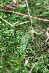Asplenium ruprechtii