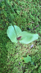 Platanthera orbiculata