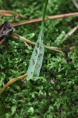 Asplenium ruprechtii
