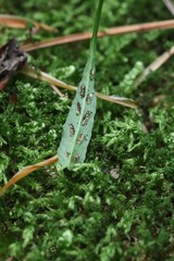 Asplenium ruprechtii