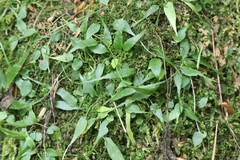 Asplenium ruprechtii