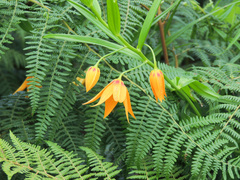 Gloriosa modesta