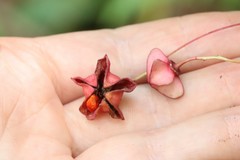 Euonymus maximowiczianus