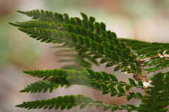 Polystichum polyblepharum
