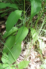 Bupleurum longiradiatum
