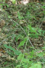 Bupleurum longiradiatum