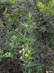 Gloriosa modesta