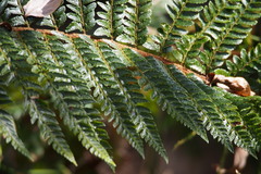 Polystichum polyblepharum