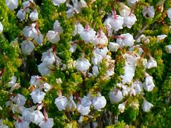 Erica spectabilis