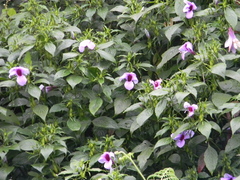 Barleria involucrata