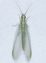 Chrysopa coloradensis