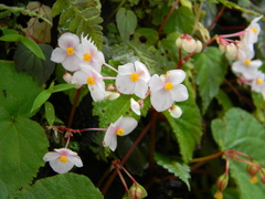 Begonia crenata