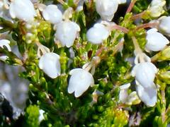 Erica spectabilis